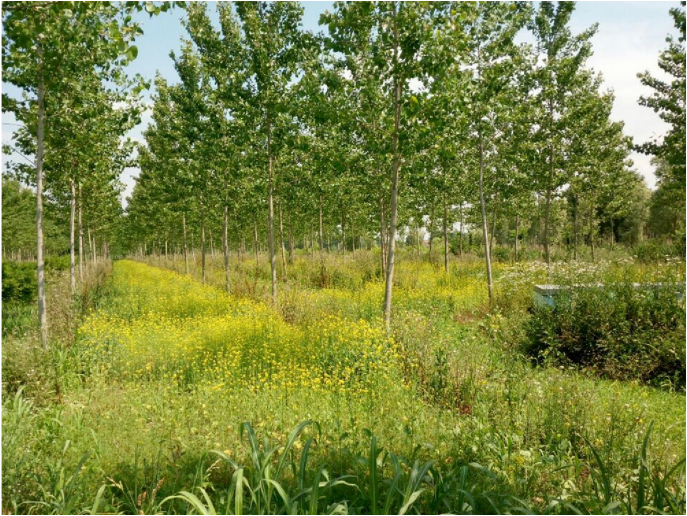 Senape gialla seminata a fine marzo 2017 su nostro pioppeto  con fioritura dopo l’acacia