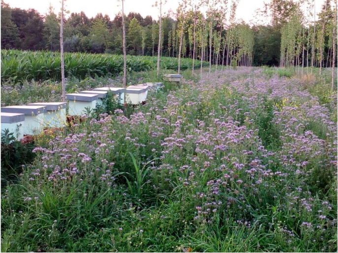 Facelia seminata a metà marzo 2017 su altro nostro pioppeto per fioritura dopo  l’acacia, in consociazione col girasole