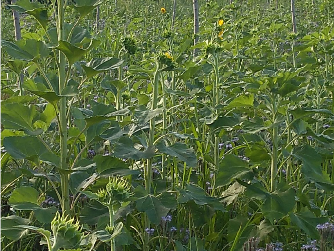 A luglio era tutto girasole