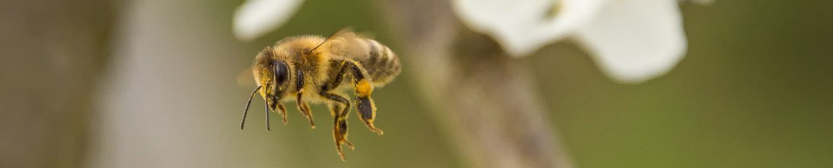 CORSO APICOLTURA 2026 a Ficarolo – RO