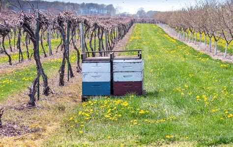 Trattamenti fitosanitari nei vigneti: giugno un mese delicato per le api