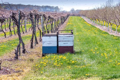 Trattamenti fitosanitari nei vigneti: giugno un mese delicato per le api