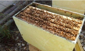 Nucleo Api razza Ligustica